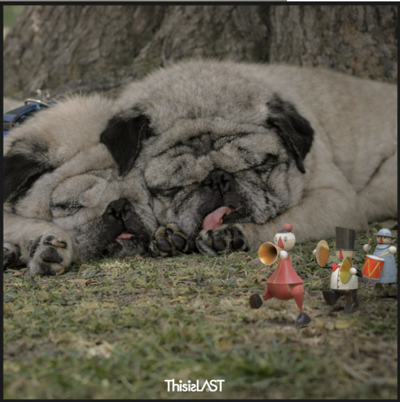 This is LAST 向日葵